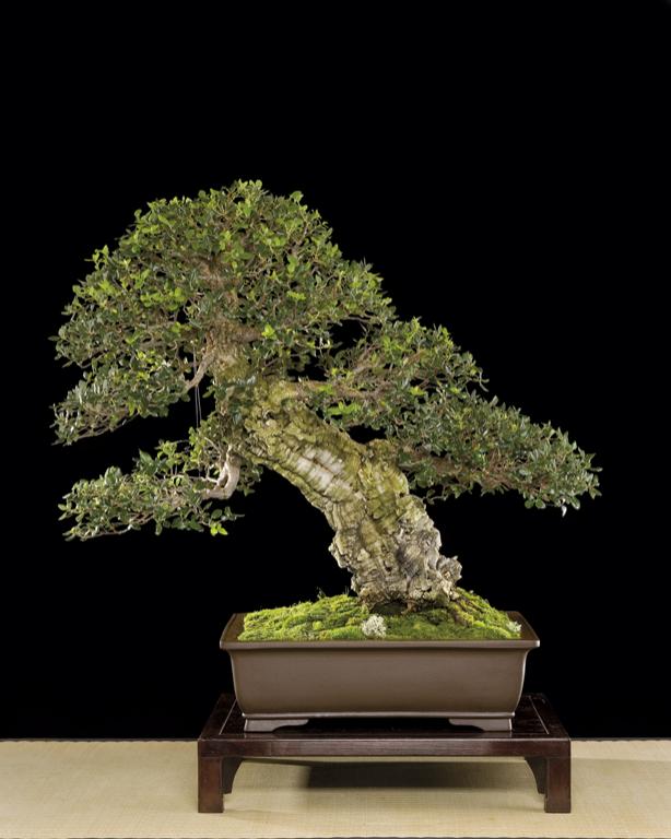 Bonsai, cay canh nghe thuat, cây cảnh nghệ thuật, cay the, cây thế, triển lãm bonsai, trien lam bonsai, triển lãm cây thế, trien lam cay the